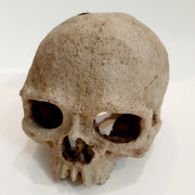 Poly resin Skull