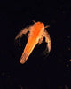 Ocean Nutrition Instant Baby Shrimp 20g